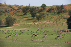 springboks