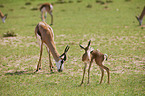 springboks