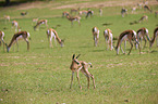 springboks