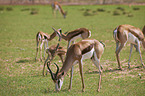 springboks