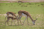 springboks