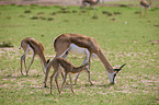 springboks