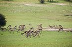 springboks