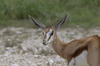 springbok