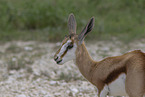 springbok