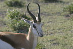 springbok