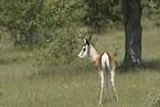 springbok