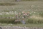 springboks