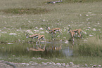 springboks