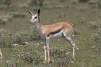 springbok