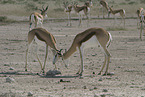 springboks