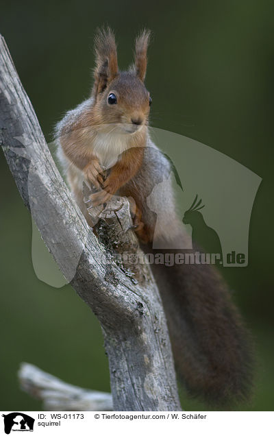 squirrel / WS-01173