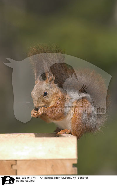 eating squirrel / WS-01174