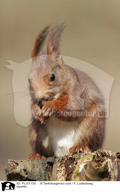 Eichhrnchen / squirrel / FL-01130