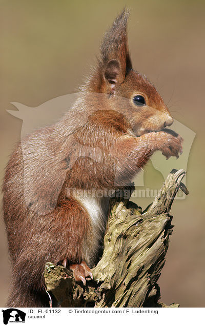 squirrel / FL-01132