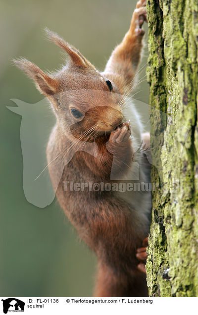squirrel / FL-01136