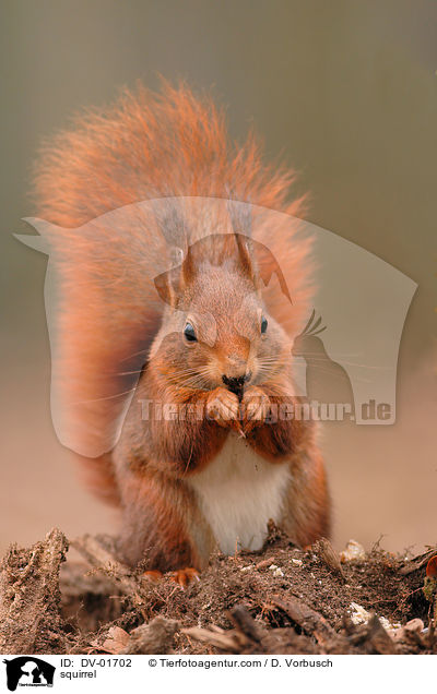 Eichhrnchen / squirrel / DV-01702