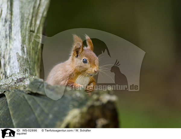 squirrel / WS-02896