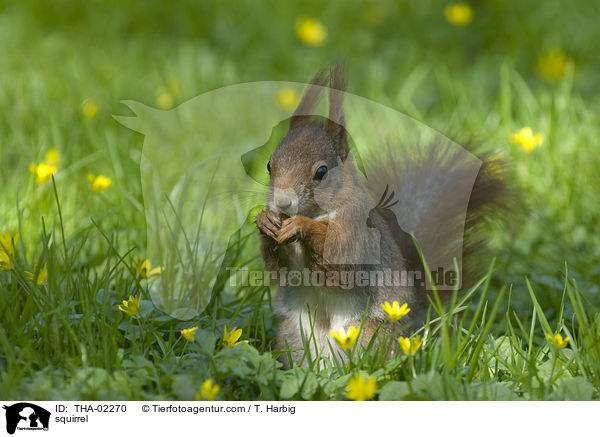 squirrel / THA-02270