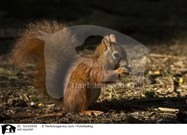 red squirrel / HJ-03435