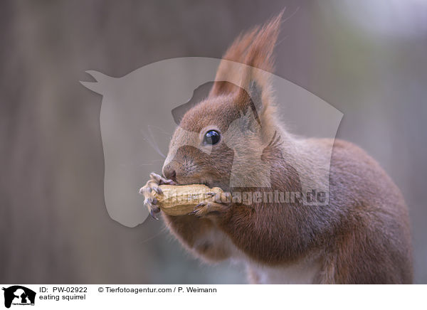 fressendes Eichhrnchen / eating squirrel / PW-02922