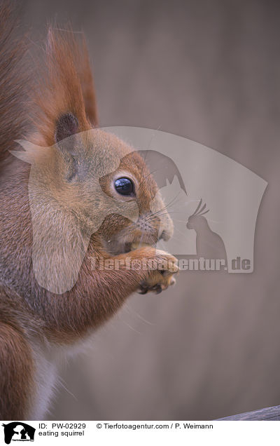 eating squirrel / PW-02929