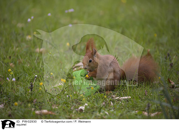 squirrel / PW-02930