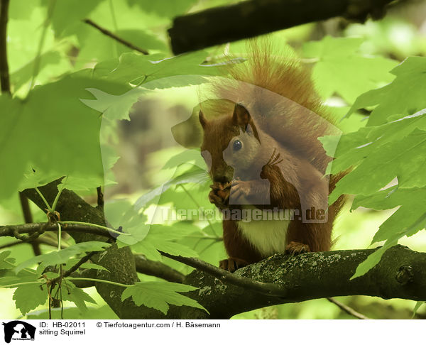 sitting Squirrel / HB-02011