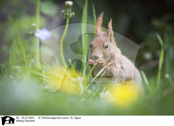 sitting Squirrel / SI-01094