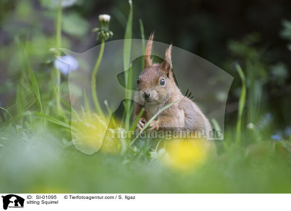 sitting Squirrel / SI-01095