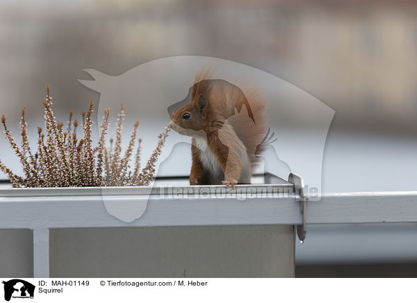 Eichhrnchen / Squirrel / MAH-01149