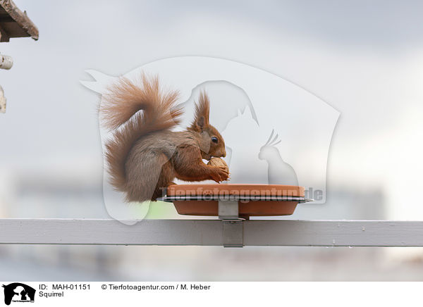 Squirrel / MAH-01151