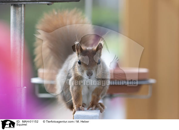 Squirrel / MAH-01152