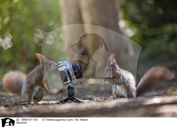 Squirrel / MAH-01153