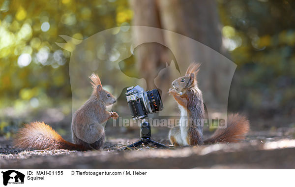 Squirrel / MAH-01155