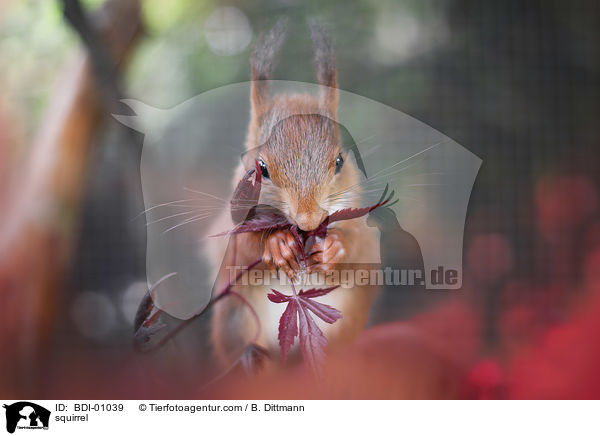 squirrel / BDI-01039