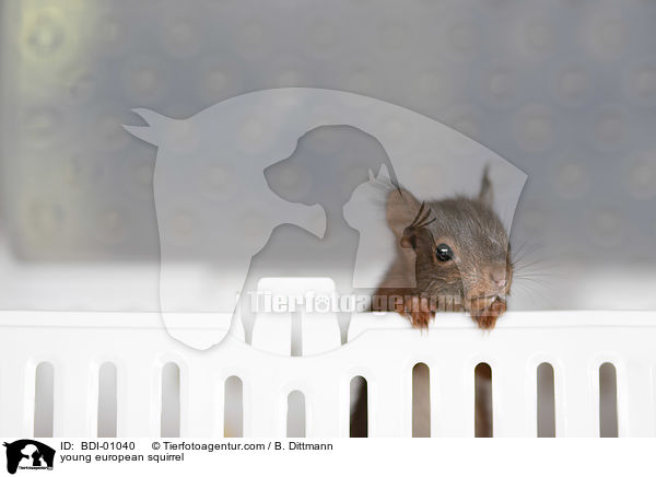 junges Eichhrnchen / young european squirrel / BDI-01040