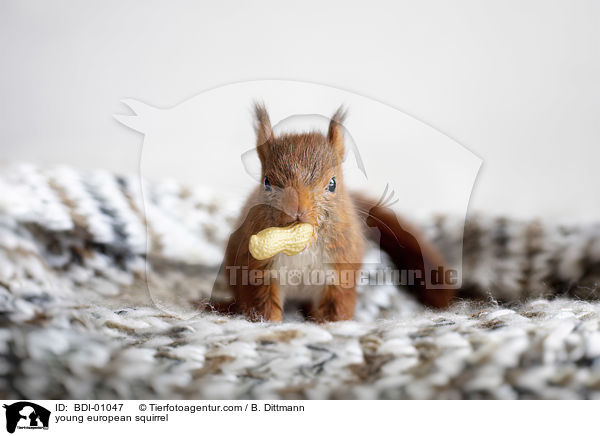 young european squirrel / BDI-01047