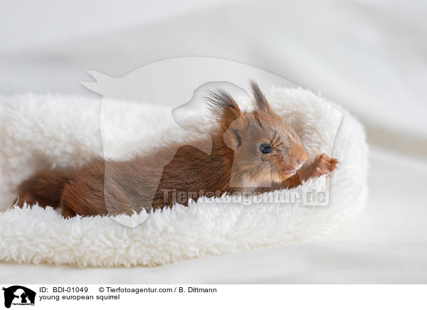 young european squirrel / BDI-01049