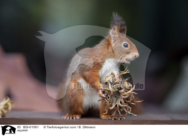 Eichhrnchen / squirrel / BDI-01061