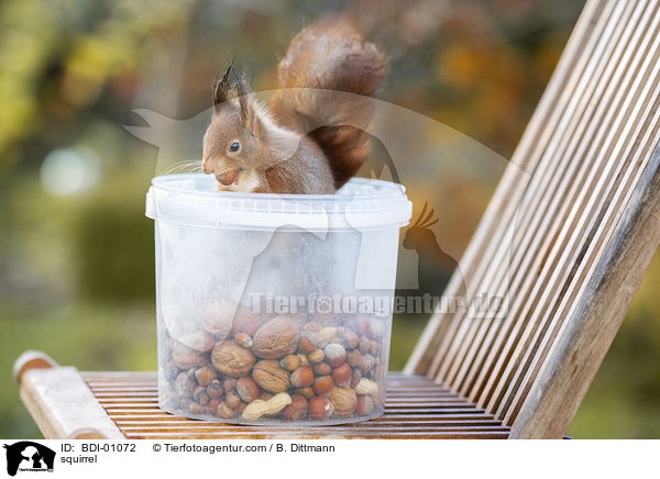squirrel / BDI-01072