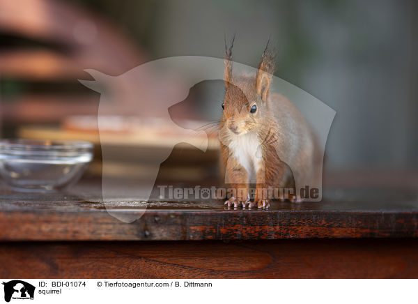 squirrel / BDI-01074