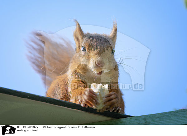 eating squirrel / BDI-01077