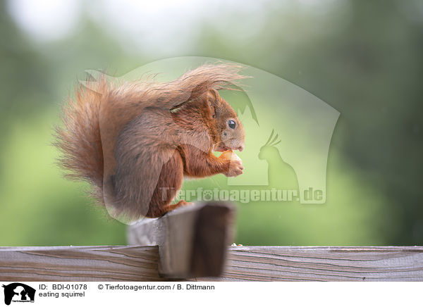 eating squirrel / BDI-01078