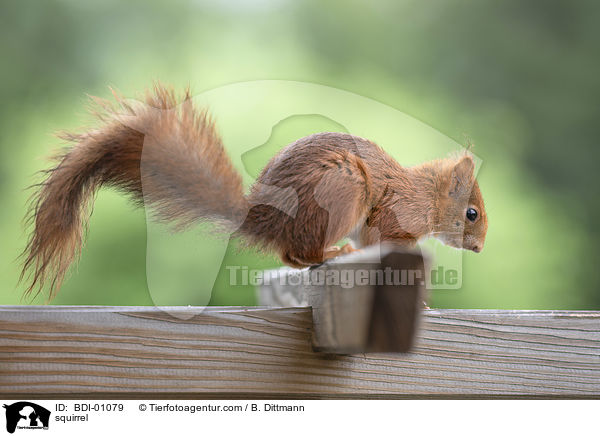 squirrel / BDI-01079