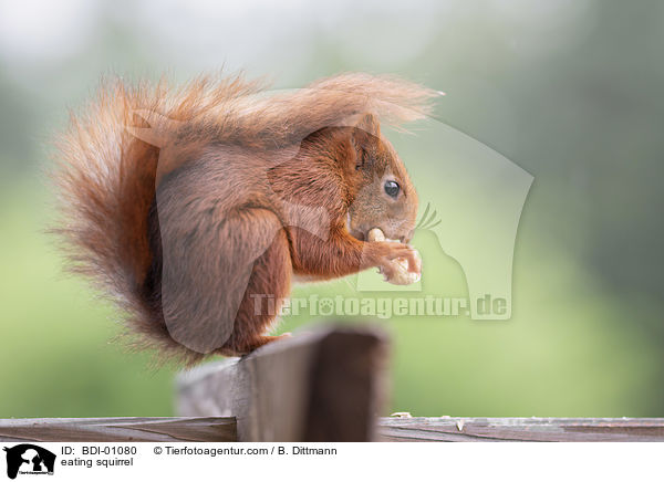 eating squirrel / BDI-01080