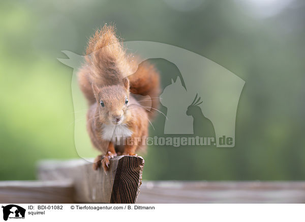 squirrel / BDI-01082