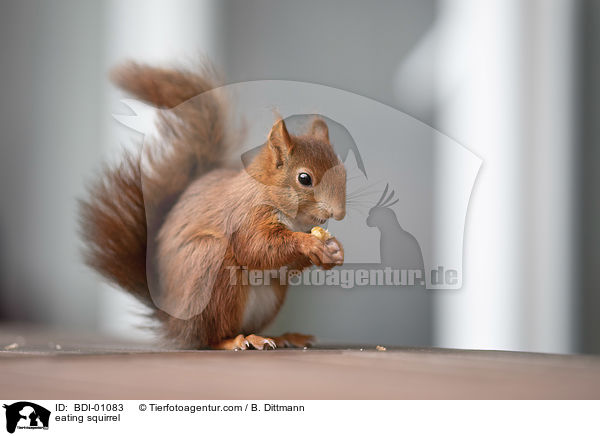 eating squirrel / BDI-01083