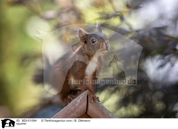 squirrel / BDI-01084