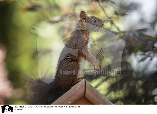 squirrel / BDI-01085